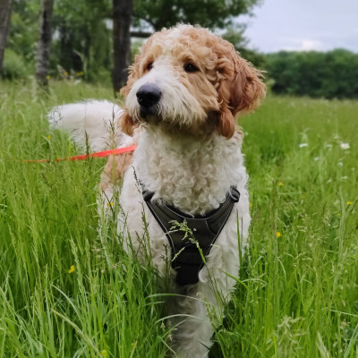 Der dritte Mitarbeiter Teddy